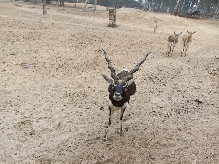 Deer at Hisar Deer Park. One quite close, looking intently into the camera.