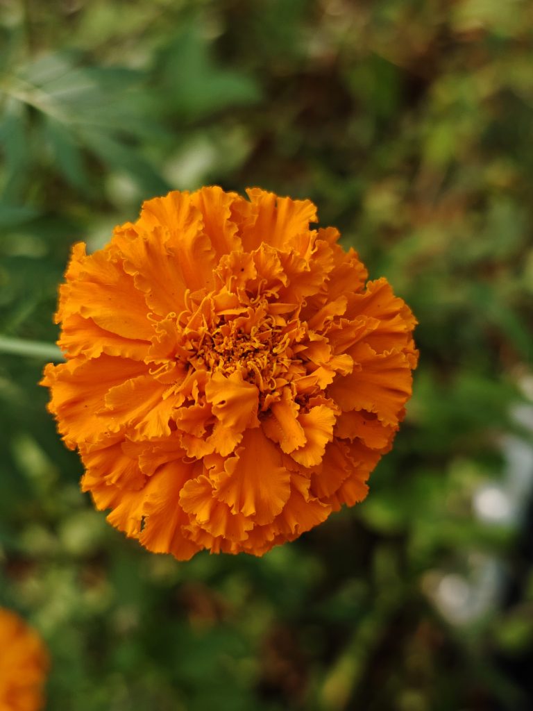 Orange Chetti (Tagetes erecta) flowers with green foliage.