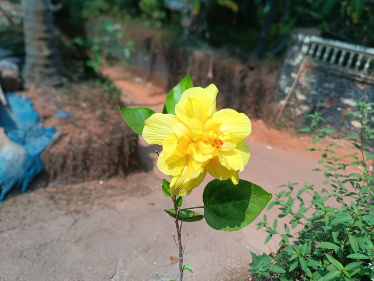 A yellow hibiscus flower.