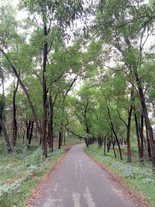 A quiet road surrounded by trees at Jahangirnagar University, Savar, Dhaka, Bangladesh