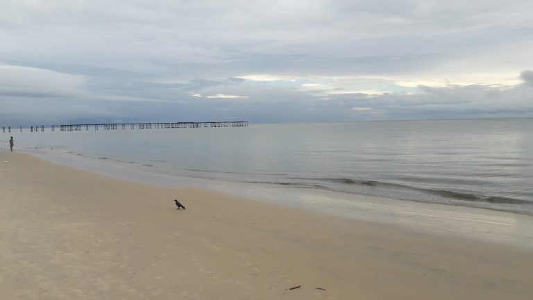 A black bird and a person on the beach