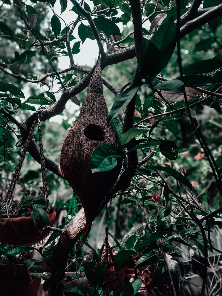 Hanging bird nest on branch of tree.