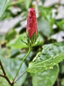 A red hibiscus flower bud with blurred green foliage in the background. From Perumanna, Kozhikode, Kerala.
