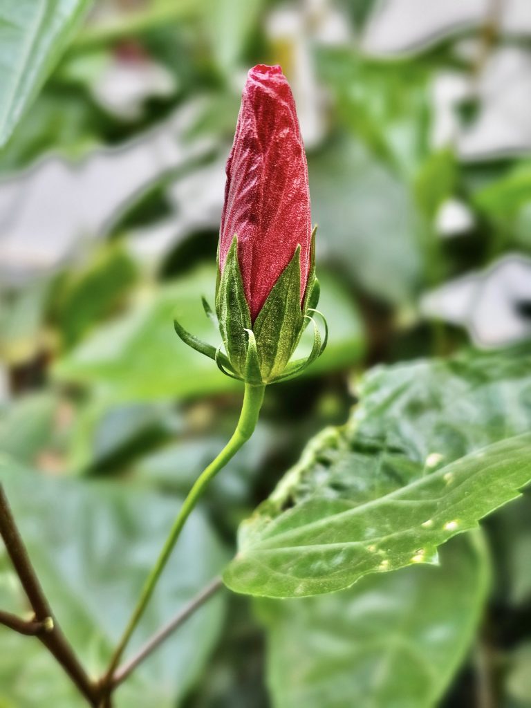 A red hibiscus flower bud with blurred green foliage in the background. From Perumanna, Kozhikode, Kerala.