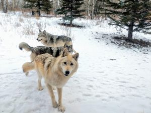 Wolves out to play in the snow.
