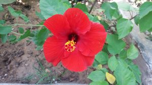 A red hibiscus flower with green leaves around it.