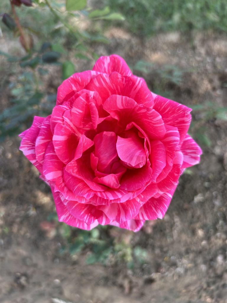 A bright pink rose