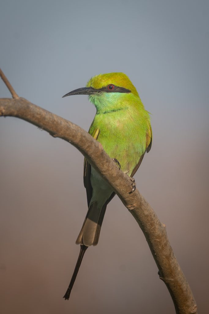 Green Bee Eater is perched on a tree branch, taking a moment of rest.