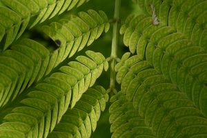 A close up of a green plant.