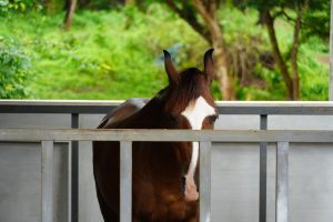 Stunning horse portrait: A majestic animal captured in a moment of grace and strength, showcasing the beauty and power of this magnificent creature.