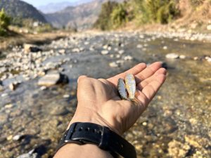 Two tiny local fish held in hand with the river in the background.
