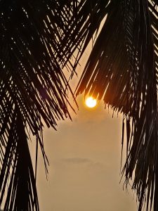 View larger photo: Sunlight streams through two coconut leaves, creating a scenic vista in Perumanna, Kozhikode, Kerala.