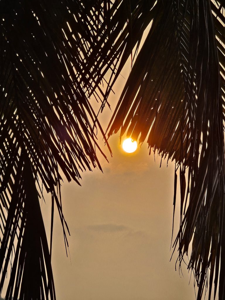 Sunlight streams through two coconut leaves, creating a scenic vista in Perumanna, Kozhikode, Kerala.