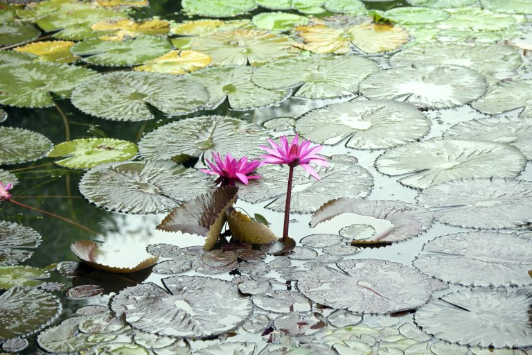 Beautiful grown lotus in a pond.