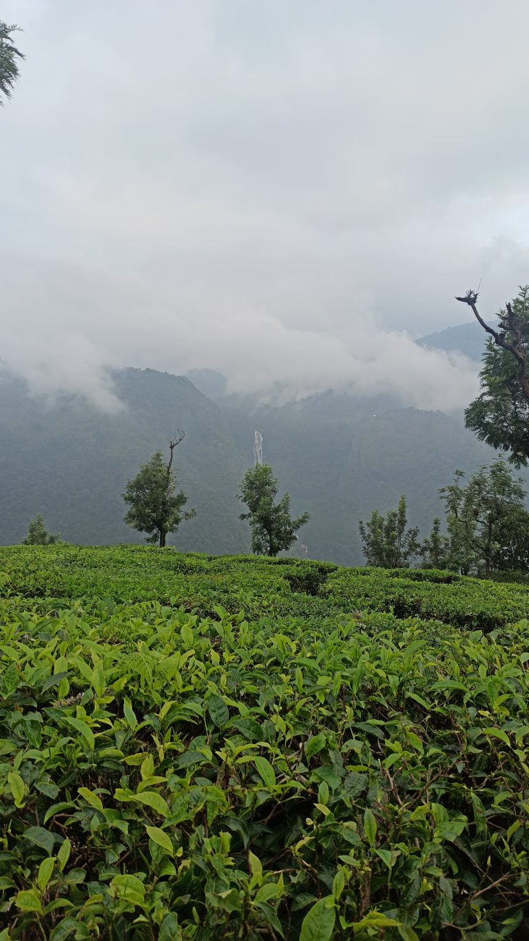 Tea garden on a misty mountain with waterfalls in the background flowing down a mountain