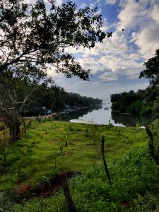 Nature's symphony in green unfolds in this captivating image, featuring a landscape rich with diverse flora. The lush greenery provides a visual feast, evoking a sense of calm and natural beauty.