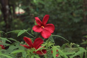 Vibrant red flower with delicate petals with green foliage in the background. 