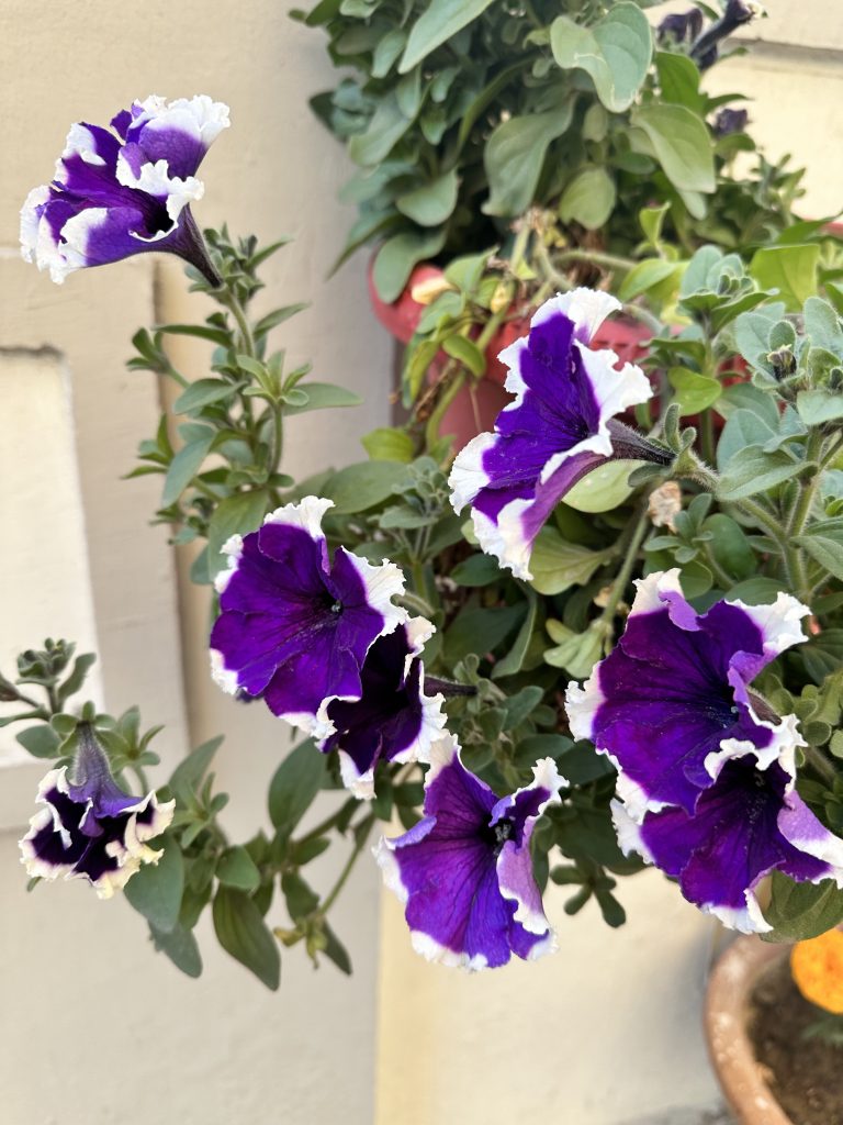 Purple and white flowers on a potted plant