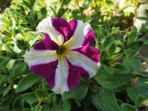 Vibrant purple and white bloom surrounded by lush green foliage.