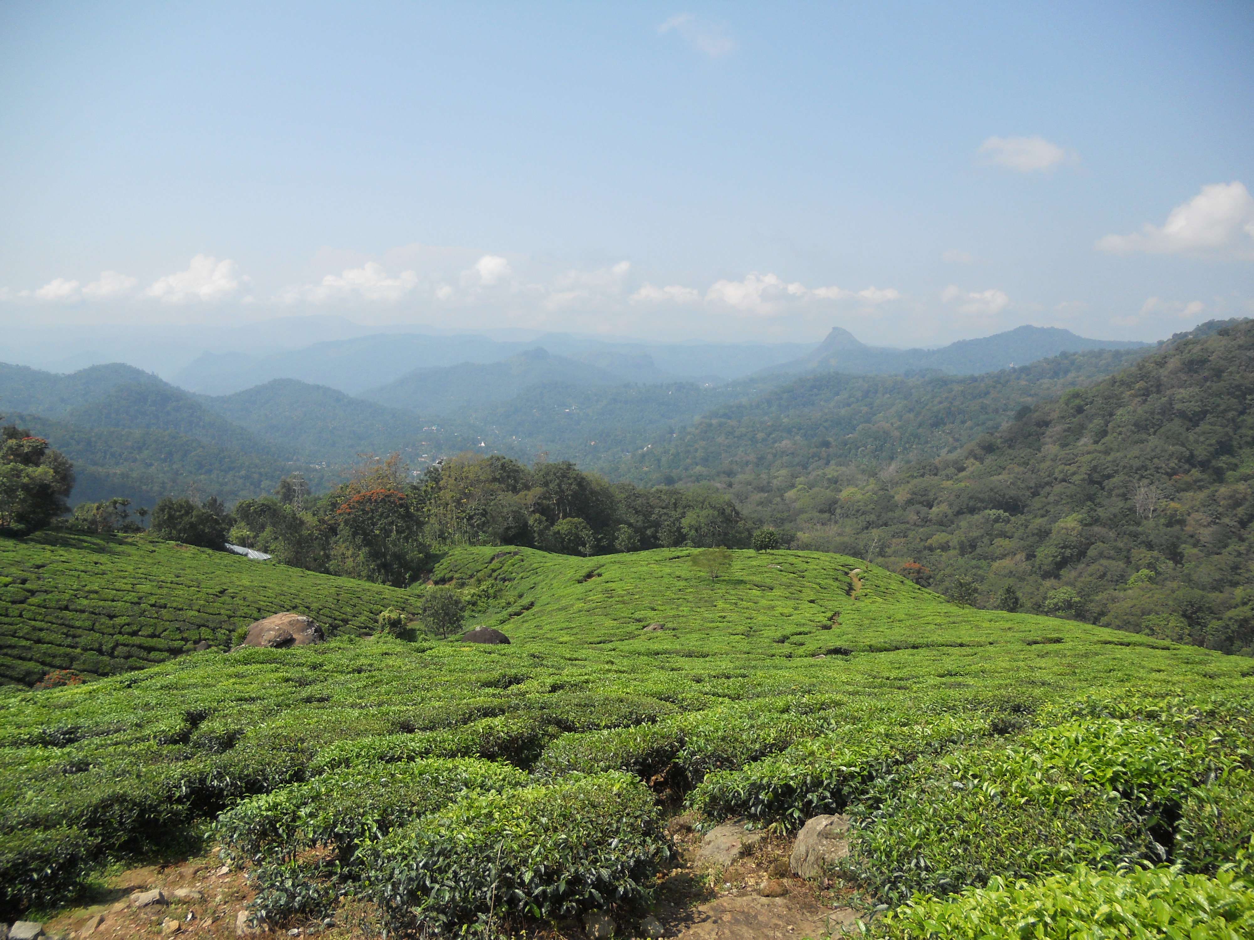 Tea plants growing on a hillside