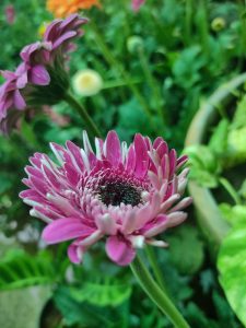 A close-up photograph of a vibrant pink flower with delicate petals, with a blurred green background.