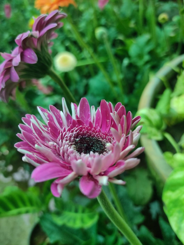 A close-up photograph of a vibrant pink flower with delicate petals, with a blurred green background.