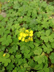 A yellow flower of a mustard Plant rises up through its leaves.

