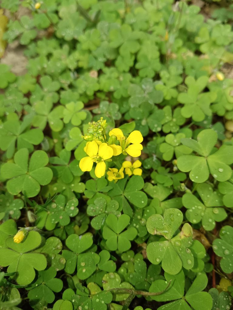 A yellow flower of a mustard Plant rises up through its leaves.