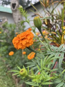 Orange flower with green leaves
