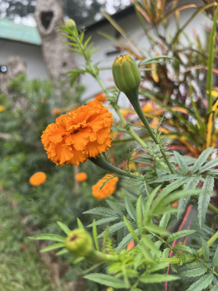 Orange flower with green leaves