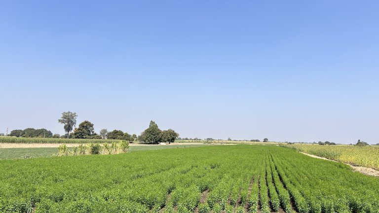 Farm fields growing green plants