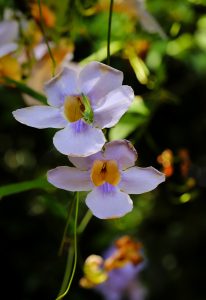 Blue trumpet vine with a green grasshopper on one of the petals