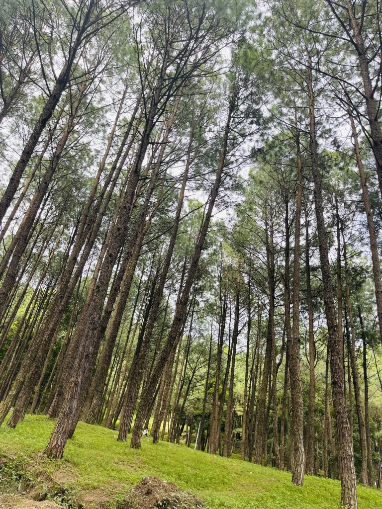 A person in the distance sits among pine trees in a forest