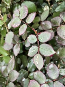 Dazzling raindrop adorned on the velvety surface of a rose leaf, nature's jewel in a moment of serenity and grace.