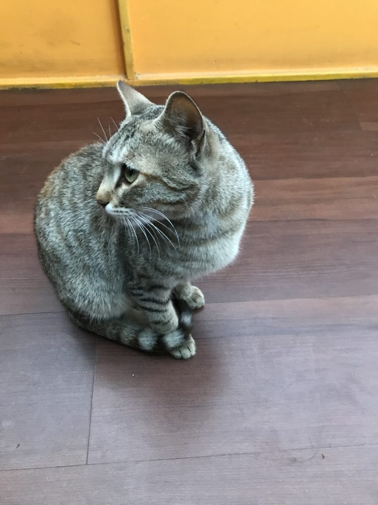 A grey cat is seated on the floor, observing its surroundings from behind.