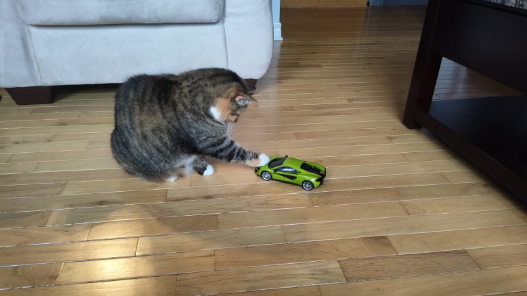 A cat playing with a remote control car. The cat is reaching out to stop the RC car from moving forward.