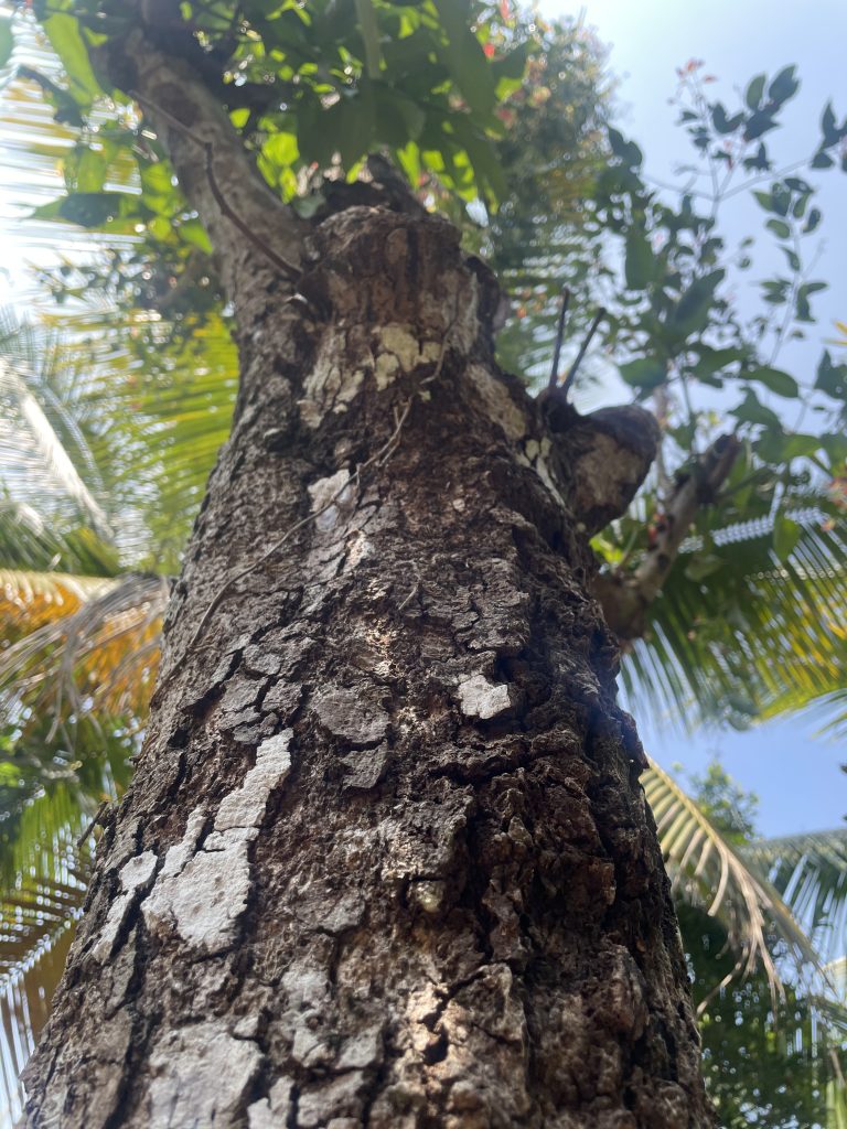 A tree with patches of hard bark.