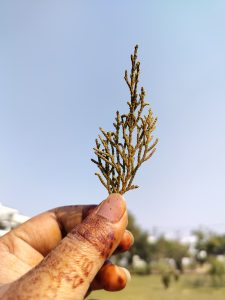 View larger photo: A hand holding a small green coloured branch of a plant against clear blue sky.