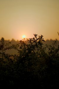 Bushes shines with morning golden sunlight.