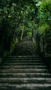 Staircase through nature, greeneries, trees.