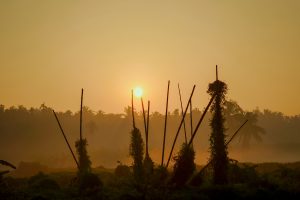 Sunrise with golden light over a misty tropical landscape with silhouetted vegetation and distinctive tall stakes.
