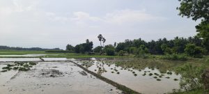 Flooded farm fields with trees and birds