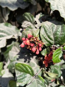 A close up of a plant with red flowers