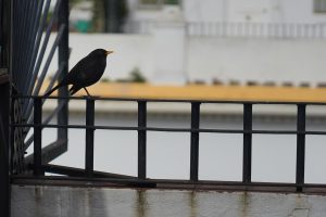 Blackbird staring suspiciously from a black railing.