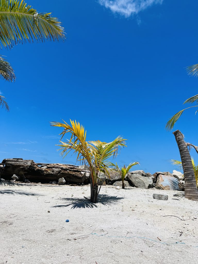 A small coconut tree plant on the beach and the clear blue sky.