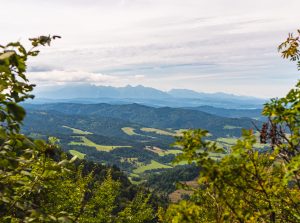 A panoramic view of green, rolling hills and fields with a majestic mountain range on the horizon, visible through the branches and leaves of trees.