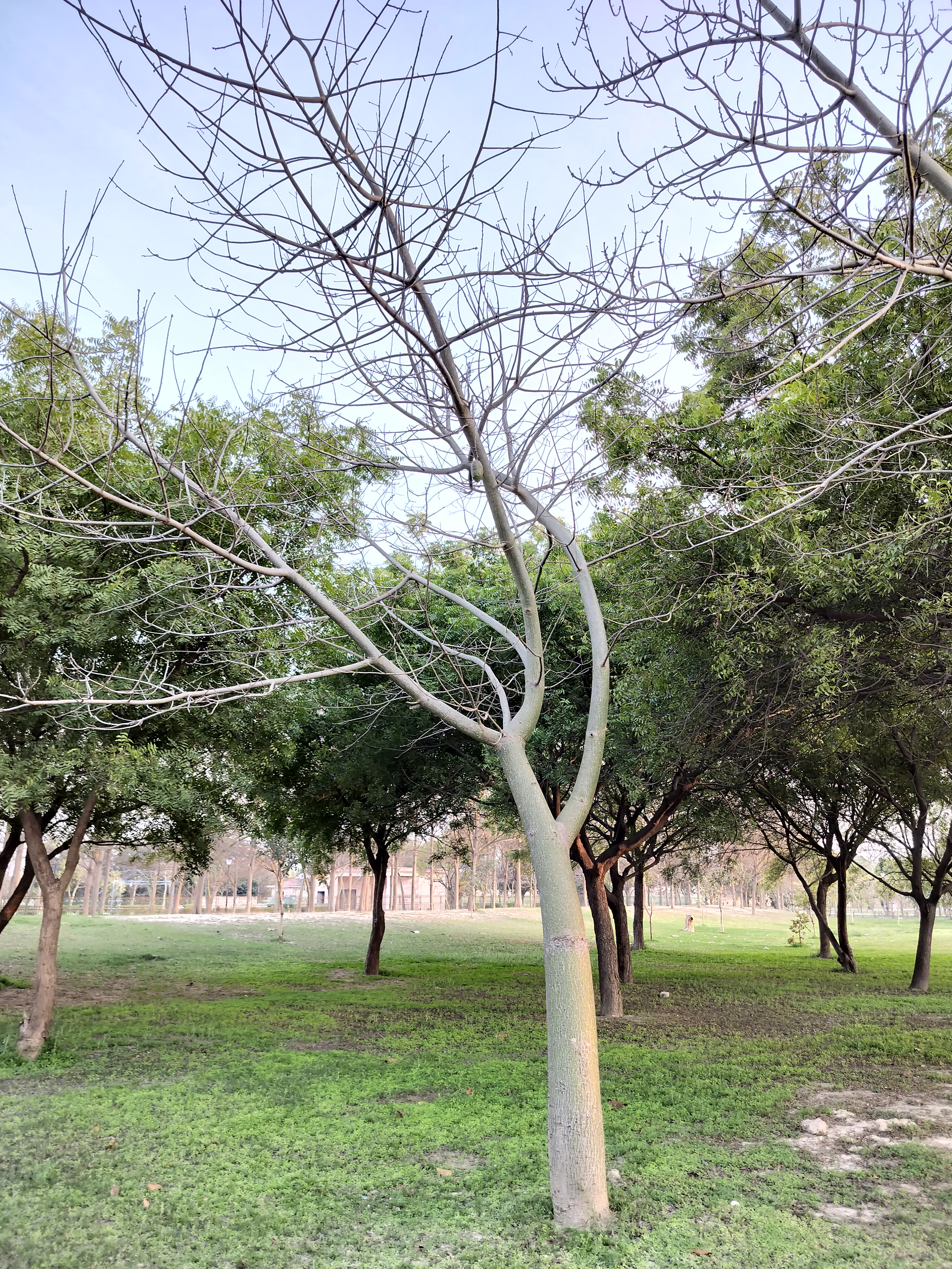 Clear view of a tree with bare branches