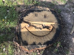 Tree stump with a smiley face carved into it 