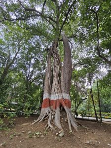 A grand Ficus Religiosa tree and its trunk is colourful. From Udaipur, Rajasthan,
