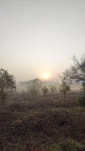 A sunrise over a misty landscape with sparse vegetation and dry branches in the foreground, and the sun casting a warm glow in the hazy sky.
